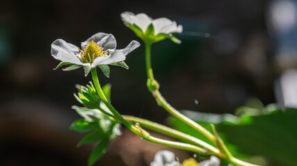 Close-up of white strawberry flower