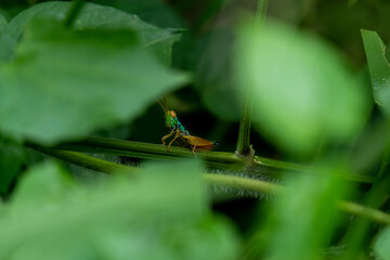 macro green grasshopper in leaf