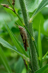grasshopper hanging on leaf