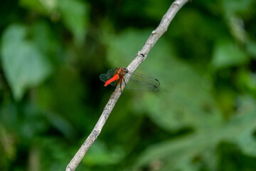 red dragonfly on stick