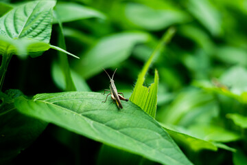 long grasshopper on leaf