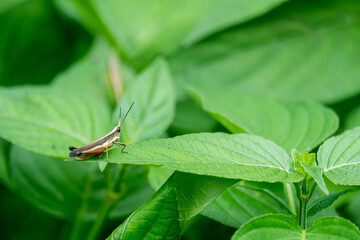 brown stripes grasshopper on a leaf