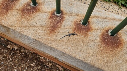 A small lizard rests on a concrete surface near green metal poles, surrounded by rust marks and...