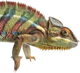 Fototapeta premium Cute chameleon clipart for holiday, winter, and seasonal themed graphic design projects. 