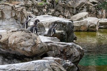 飛び込もうか悩み中のフンボルトペンギン達