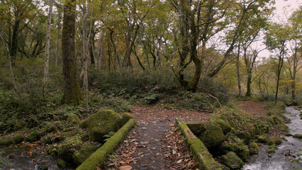 日本の美しい紅葉（木谷沢渓流）ドローン空撮