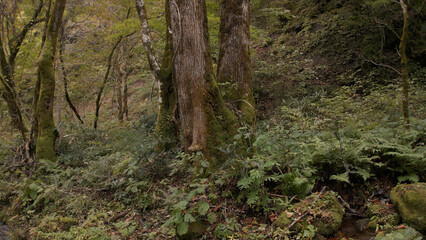 日本の美しい紅葉（木谷沢渓流）ドローン空撮