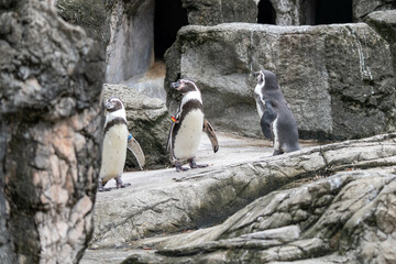 みんなで振り向くフンボルトペンギン