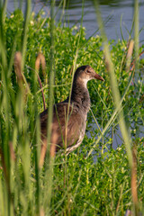Common Gallinule