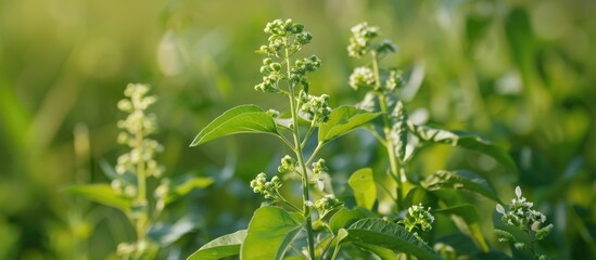Micro Stock Image of Virginia Pepperweed Biennial Weed