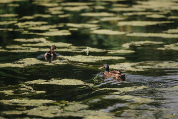 Two ducks peacefully swimming in a serene pond covered with green algae, capturing a calm and...