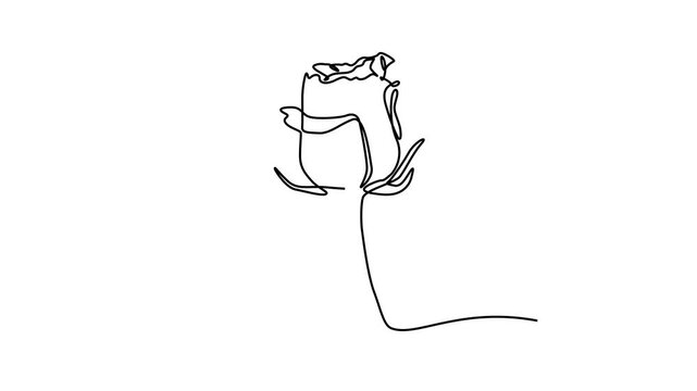 animated video of a rose flower, can be used for flower shop business videos, decoration, boutique, beauty, etc. animated video of one unbroken line of a rose flower