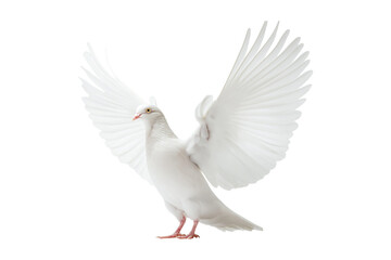 Fototapeta premium standing dove isolated on white, png
