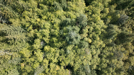 Overhead View of Dense Green Forest Canopy