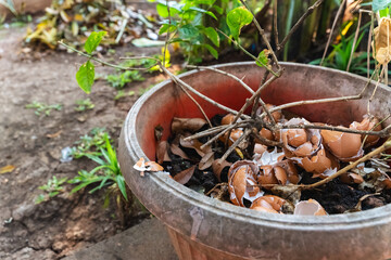 using crushed egg shell for organic fertilizer for garden