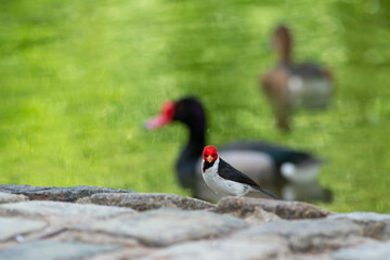 yellow-billed cardinal (Paroaria capitata) near a lake, seen in Buenos Aires