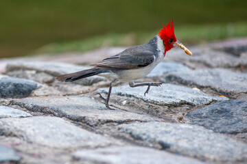 red-crested cardinal (Paroaria coronata) in a park grabs a piece of cracker and runs off, seen in...
