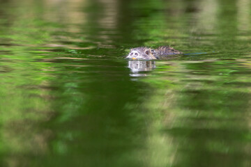 nutria or coypu (Myocastor coypus) swimming in a lake, Buenos Aires, Argentina