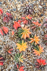 Cactus desert plants for garden decoration