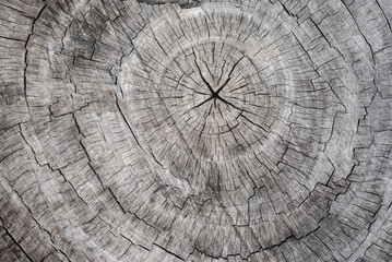 Fototapeta premium Cross section texture of gray wood tree for retro vintage style design background