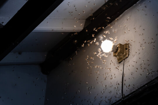 A swarm of flying termites approaching a light bulb or a light source