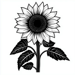 Sunflower vector illustration isolated on a white background