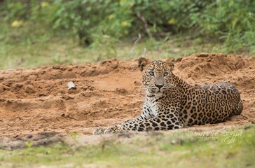 Sri Lankan Leopard in the Wild, Sri Lanka 