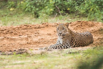 Sri Lankan Leopard in the Wild, Sri Lanka 