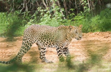 Sri Lankan Leopard in the Wild, Sri Lanka 