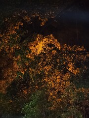 street light in trees