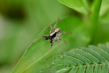 Close-up view of spider on leaf