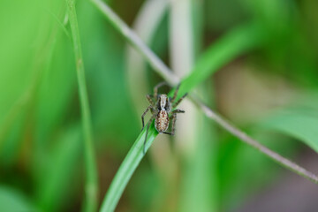 Close-up view of spider on leaf