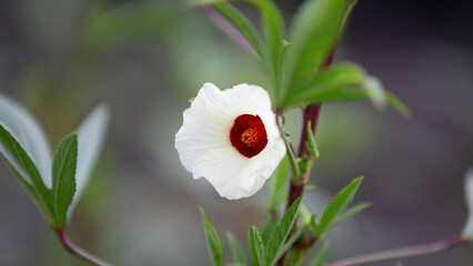 Hibiscus sabdariffa or white hibiscus flower © Champ