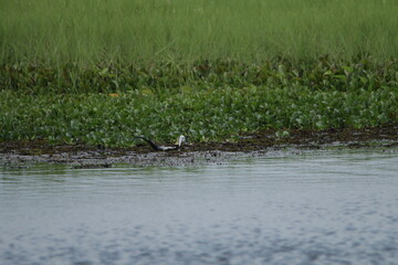 Sri Lankan Birds in the Wild, Sri Lanka 