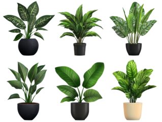 A collection of beautiful indoor plants in pots. transparent background