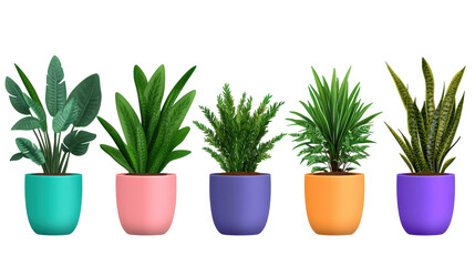 Colorful potted plants for home decor. transparent background