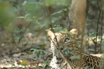 Sri Lankan Leopard in the Wild, Sri Lanka 