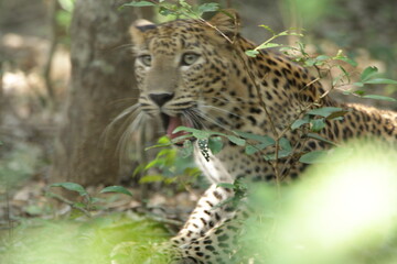 Sri Lankan Leopard in the Wild, Sri Lanka 