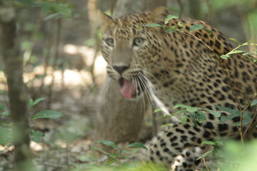 Sri Lankan Leopard in the Wild, Sri Lanka 