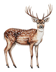 Obraz premium PNG Majestic deer standing in a serene forest setting