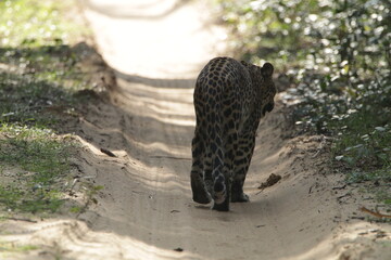 Sri Lankan Leopard in the Wild, Sri Lanka 