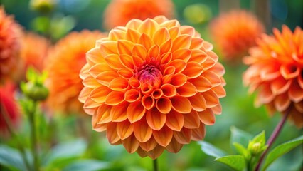 Vibrant orange dahlia in full bloom, orange, dahlia, flower, vibrant, bright, garden, nature, petals, close-up, bloom