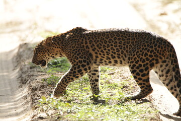 Sri Lankan Leopard in the Wild, Sri Lanka 