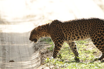 Sri Lankan Leopard in the Wild, Sri Lanka 