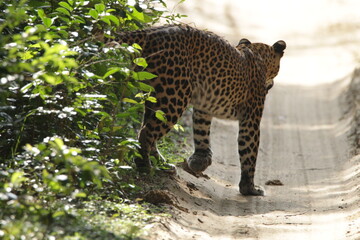 Sri Lankan Leopard in the Wild, Sri Lanka 