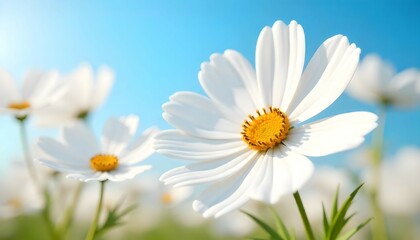 Macro shot of a white cosmos flower with intricate details of its petals and pollen, framed by the infinite blue above."