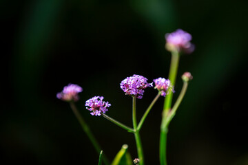 Verbena flowers in the garden, Thailand. 
