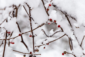 berries on a branch