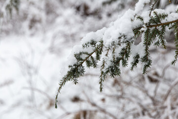 snow covered branches