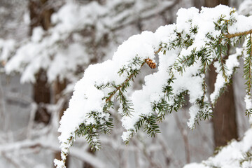 snow covered pine tree